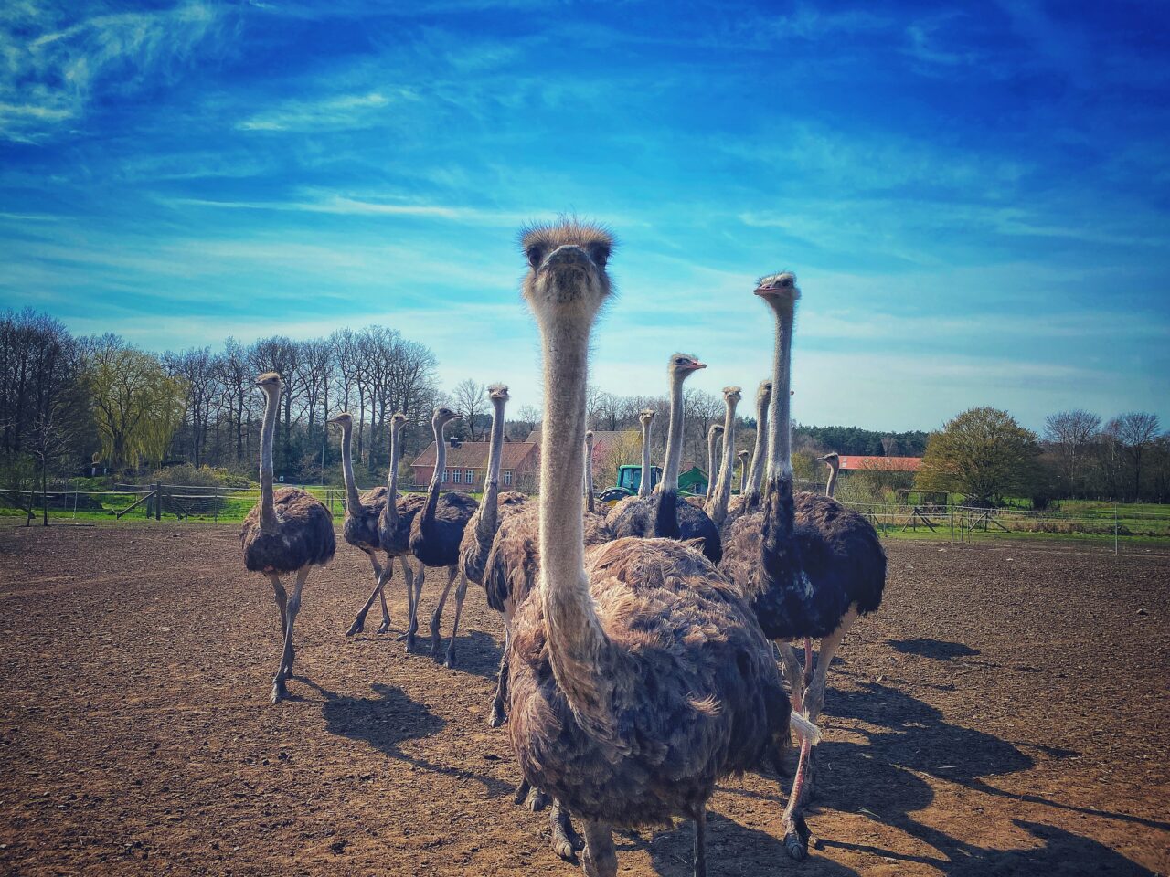 Start - Straußenhof Heidekreis